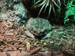 Cane Toad at the Ground Floor of the main building of the Dierenpark De Oliemeulen zoo