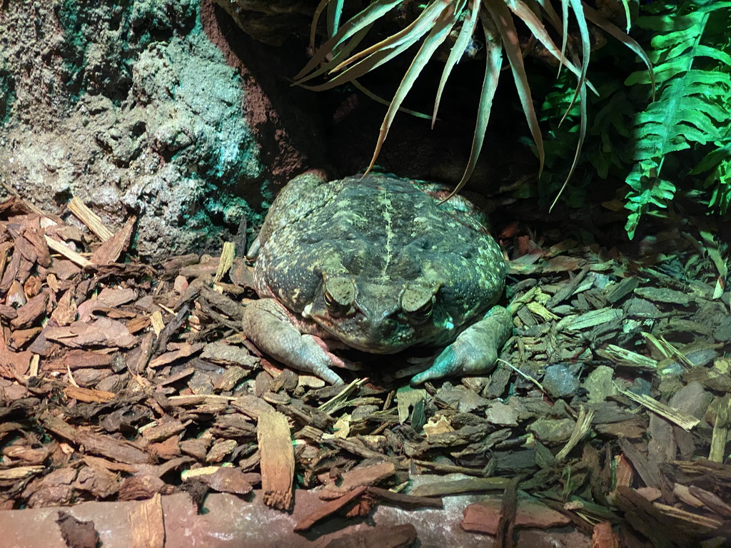 Cane Toad at the Ground Floor of the main building of the Dierenpark De Oliemeulen zoo