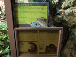 Explanation on the Chinese Water Dragon and Cane Toad at the Ground Floor of the main building of the Dierenpark De Oliemeulen zoo