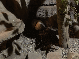 Big Hairy Armadillos at the Ground Floor of the main building of the Dierenpark De Oliemeulen zoo