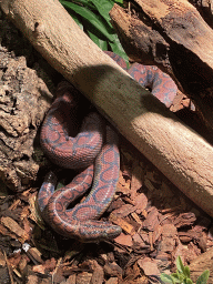 Rainbow Boa at the Ground Floor of the main building of the Dierenpark De Oliemeulen zoo