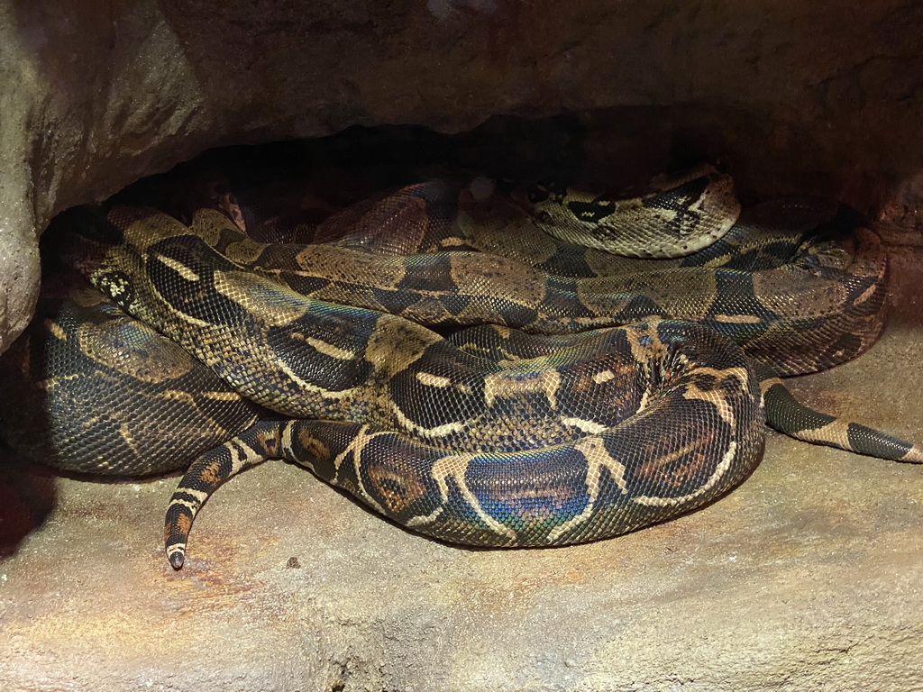 Boa Imperator at the Ground Floor of the main building of the Dierenpark De Oliemeulen zoo