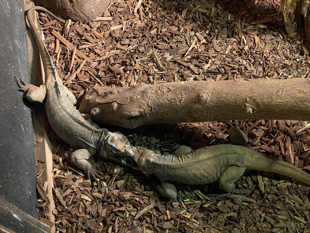 Rhinoceros Iguanas at the Upper Floor of the main building of the Dierenpark De Oliemeulen zoo