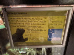 Explanation on the Rhinoceros Iguana at the Upper Floor of the main building of the Dierenpark De Oliemeulen zoo