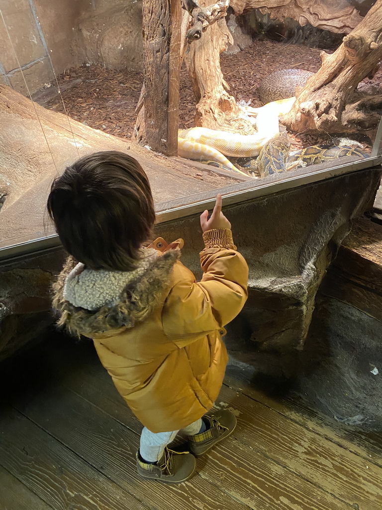 Max with an Indian Rock Python at the Upper Floor of the main building of the Dierenpark De Oliemeulen zoo