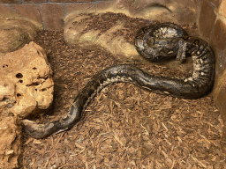 Reticulated Python at the Upper Floor of the main building of the Dierenpark De Oliemeulen zoo