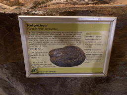 Explanation on the Reticulated Python at the Upper Floor of the main building of the Dierenpark De Oliemeulen zoo