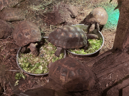 Tortoises at the Upper Floor of the main building of the Dierenpark De Oliemeulen zoo