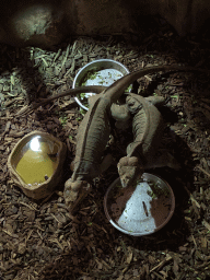 Rhinoceros Iguanas at the Upper Floor of the main building of the Dierenpark De Oliemeulen zoo