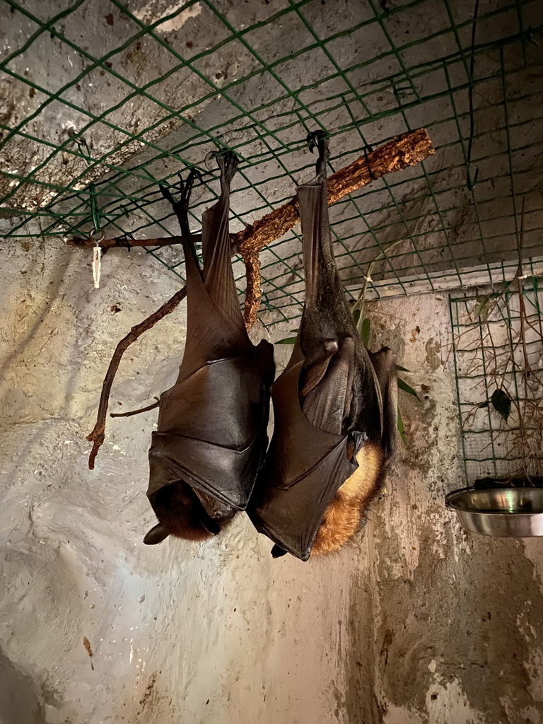 Fruit Bats at the Ground Floor of the main building of the Dierenpark De Oliemeulen zoo