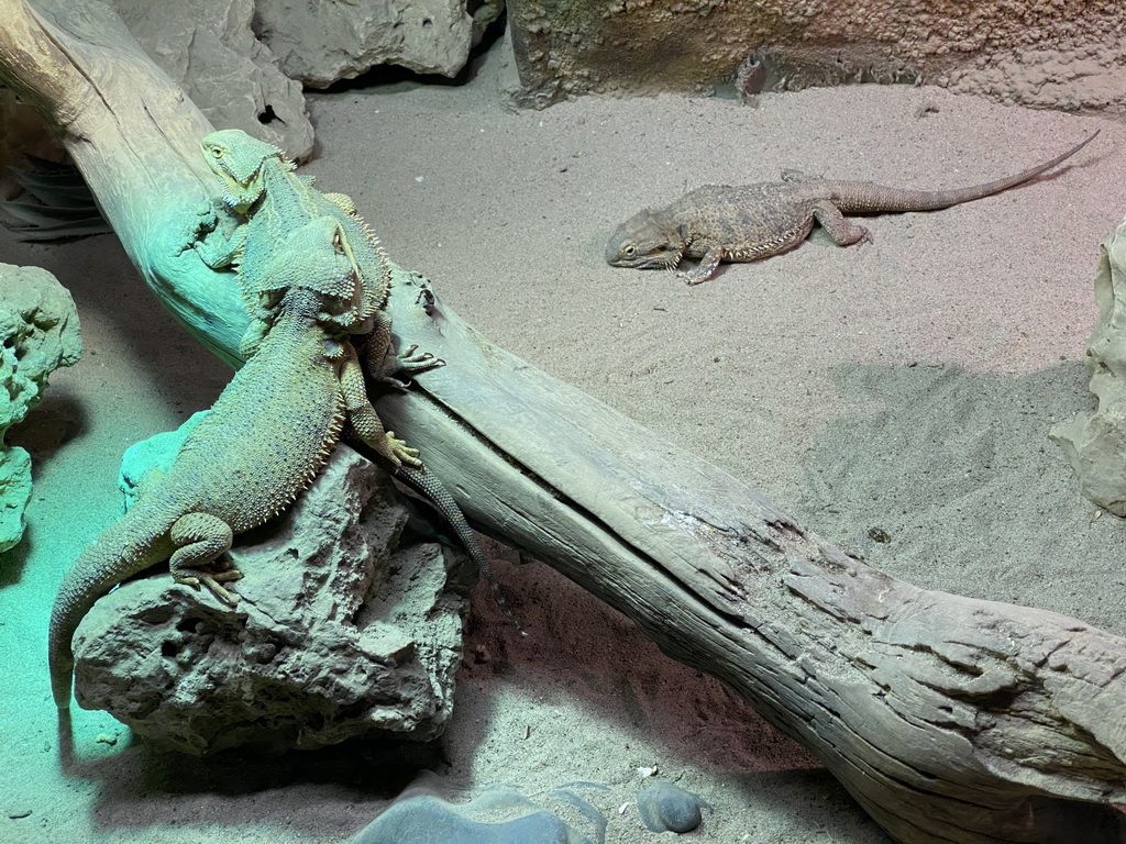 Central Bearded Dragon at the Upper Floor of the main building of the Dierenpark De Oliemeulen zoo