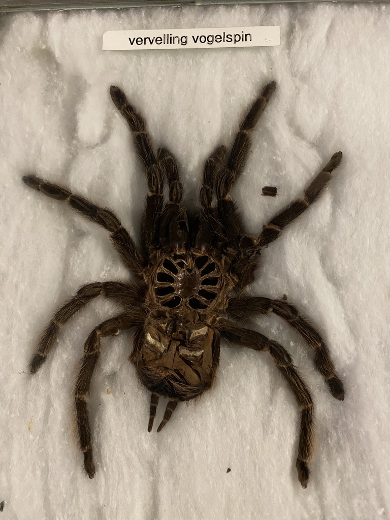 Tarantula skin at the Upper Floor of the main building of the Dierenpark De Oliemeulen zoo, with explanation