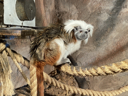 Cotton-top Tamarin at the Dierenpark De Oliemeulen zoo