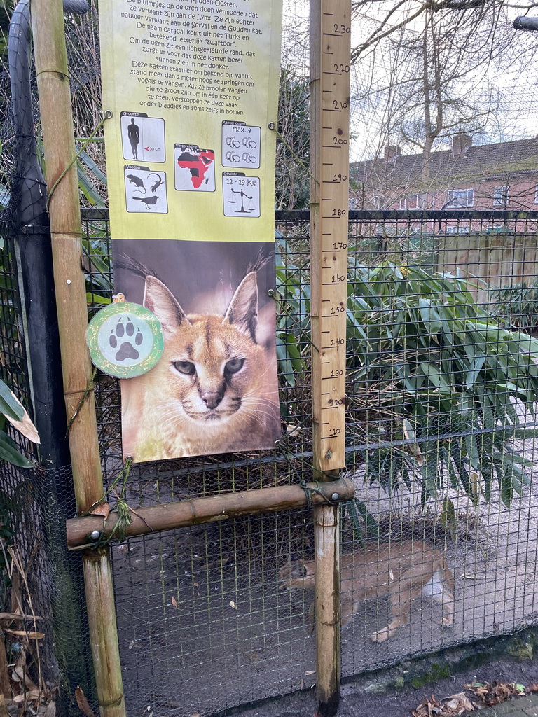 Caracal at the Dierenpark De Oliemeulen zoo, with explanation