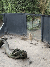 Meerkat at the Dierenpark De Oliemeulen zoo