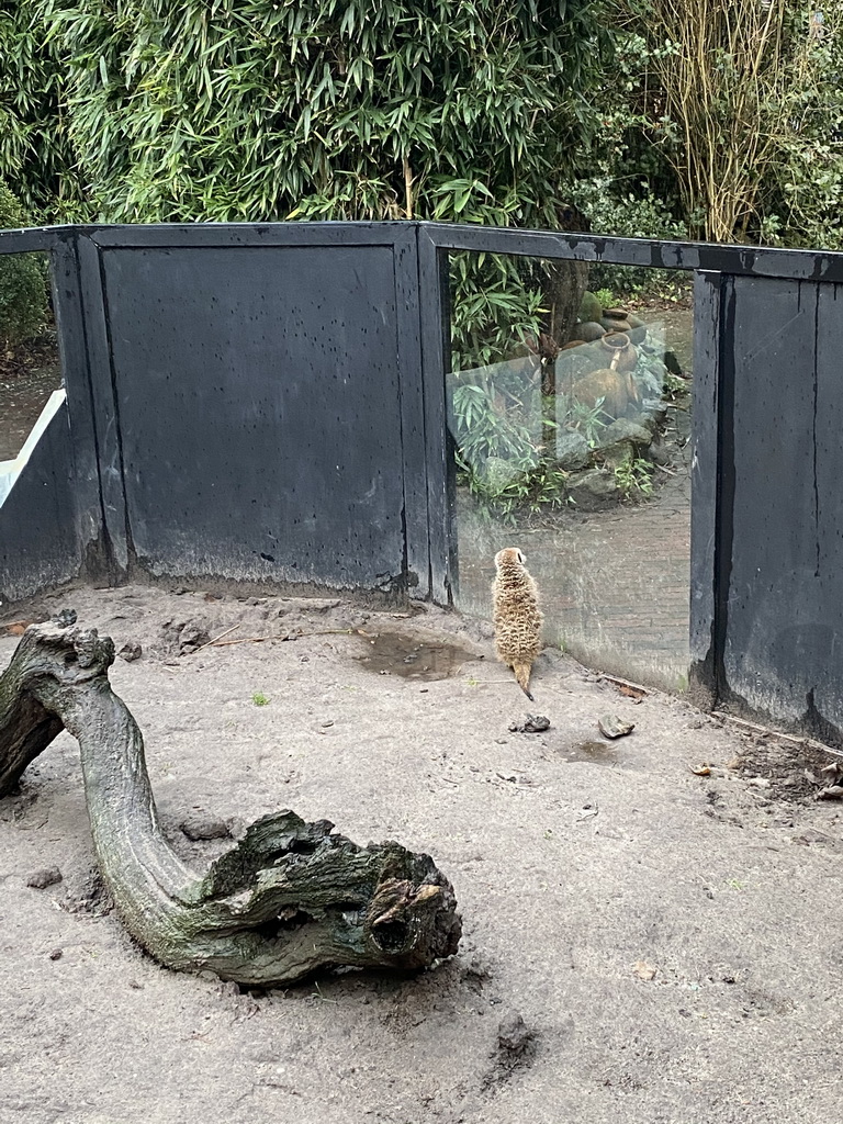 Meerkat at the Dierenpark De Oliemeulen zoo