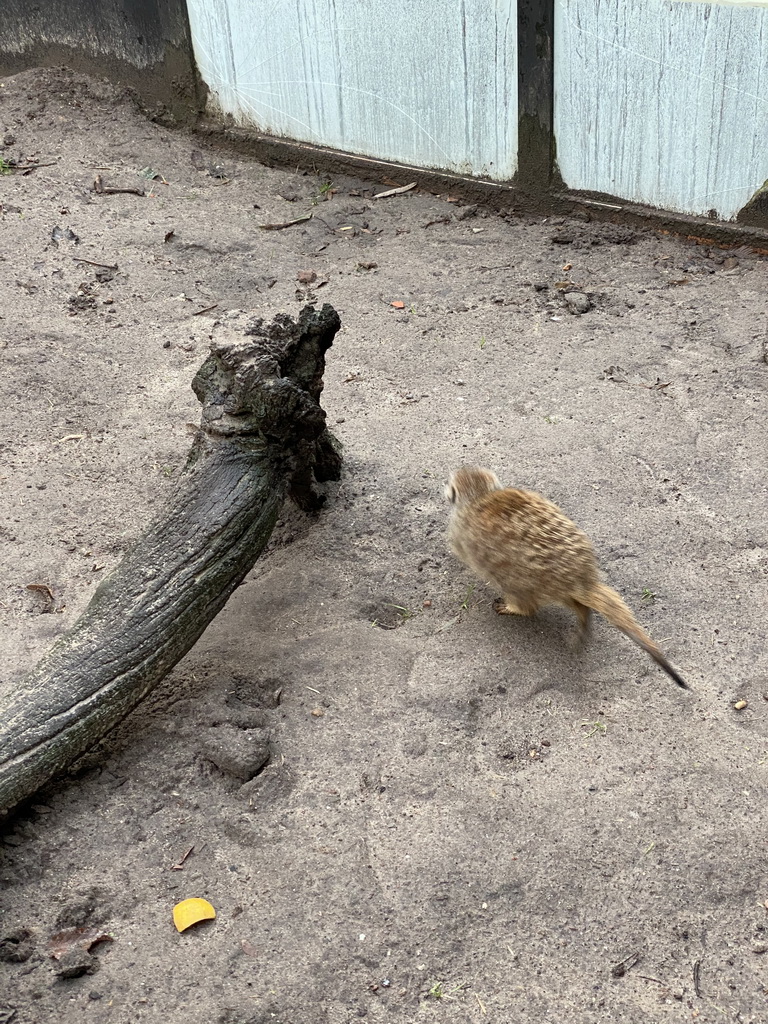 Meerkat at the Dierenpark De Oliemeulen zoo