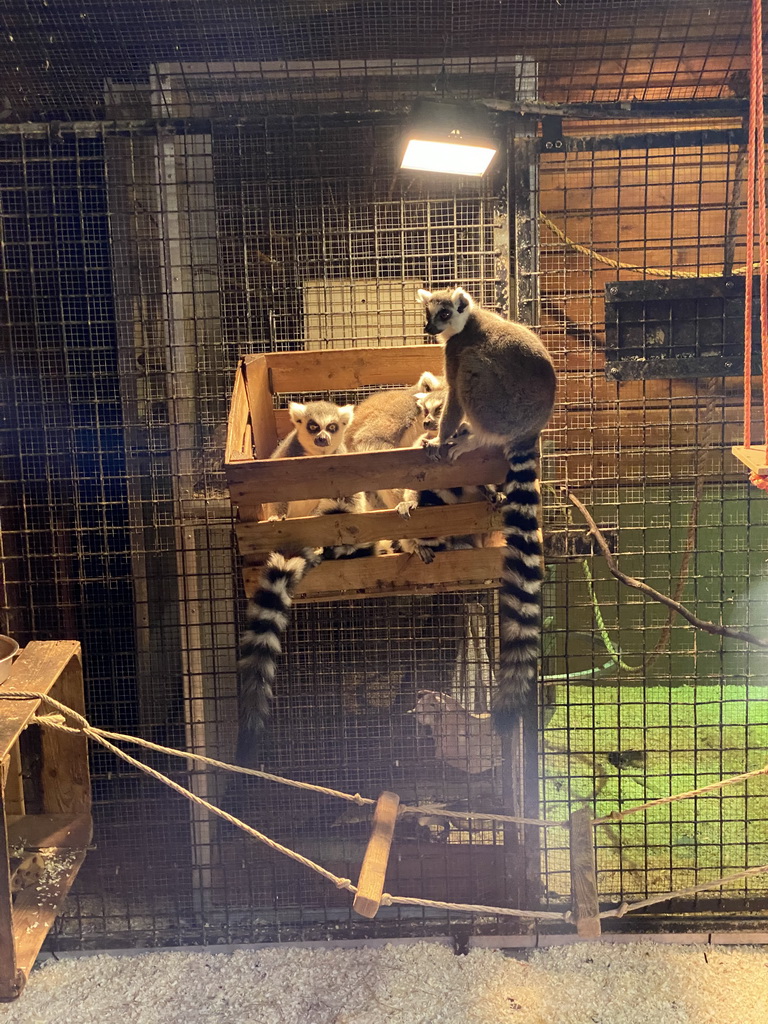 Ring-tailed Lemurs at the Dierenpark De Oliemeulen zoo