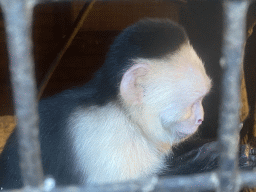 Capuchin Monkey at the Dierenpark De Oliemeulen zoo