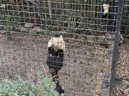 Capuchin Monkeys at the Dierenpark De Oliemeulen zoo