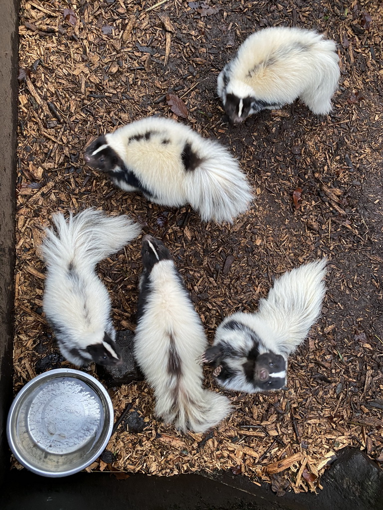 Skunks at the Dierenpark De Oliemeulen zoo