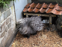 Porcupines at the Dierenpark De Oliemeulen zoo