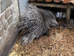 Porcupine at the Dierenpark De Oliemeulen zoo