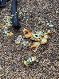 Food for the Porcupines at the Dierenpark De Oliemeulen zoo