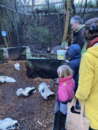 Zookeeper feeding the Porcupines at the Dierenpark De Oliemeulen zoo