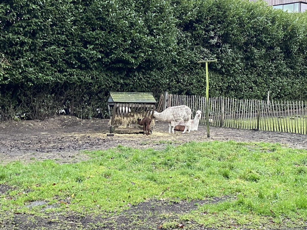 Alpacas at the Dierenpark De Oliemeulen zoo