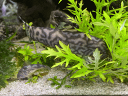 Fish at the Ground Floor of the main building of the Dierenpark De Oliemeulen zoo