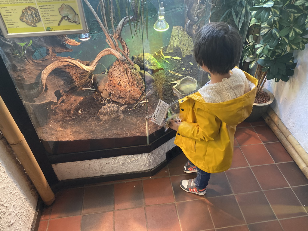 Max with tortoises at the Ground Floor of the main building of the Dierenpark De Oliemeulen zoo