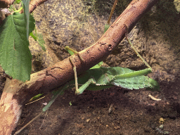 Leaf insect at the Ground Floor of the main building of the Dierenpark De Oliemeulen zoo