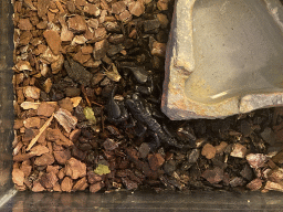 Scorpoin at the Ground Floor of the main building of the Dierenpark De Oliemeulen zoo