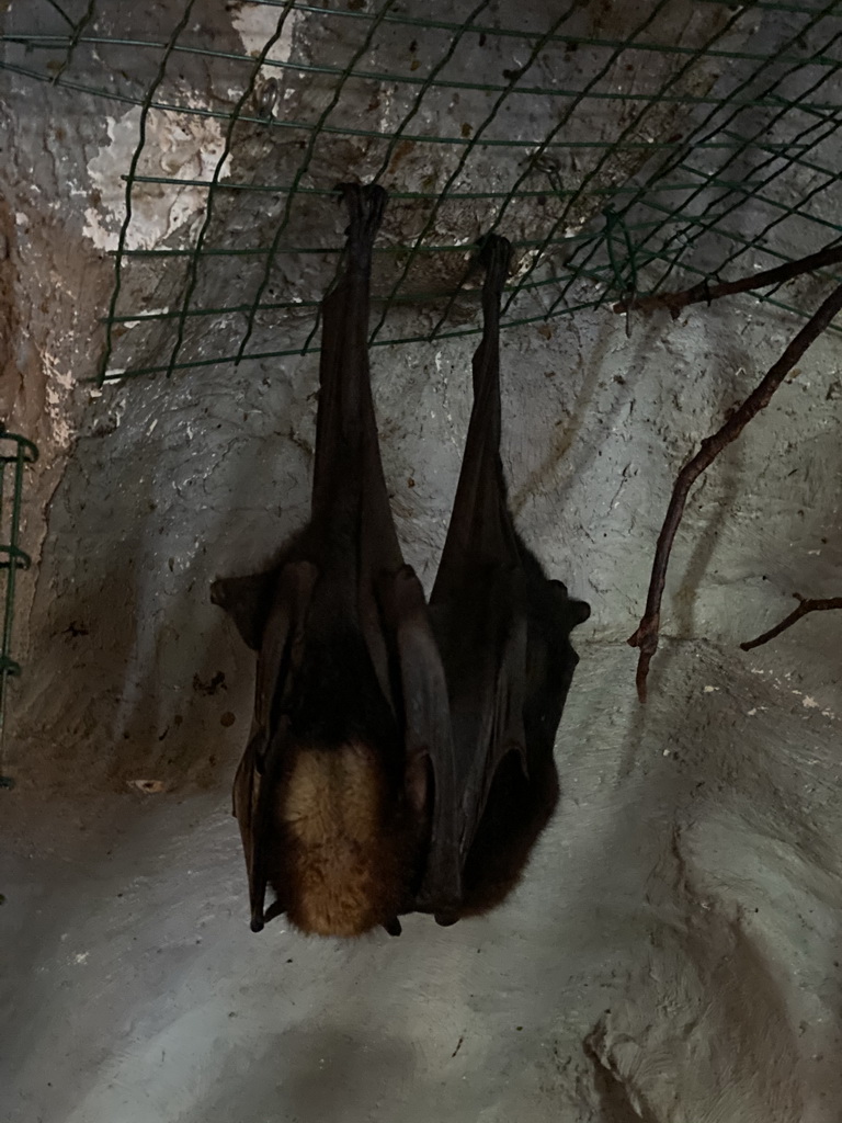 Large Flying Foxes at the Ground Floor of the main building of the Dierenpark De Oliemeulen zoo