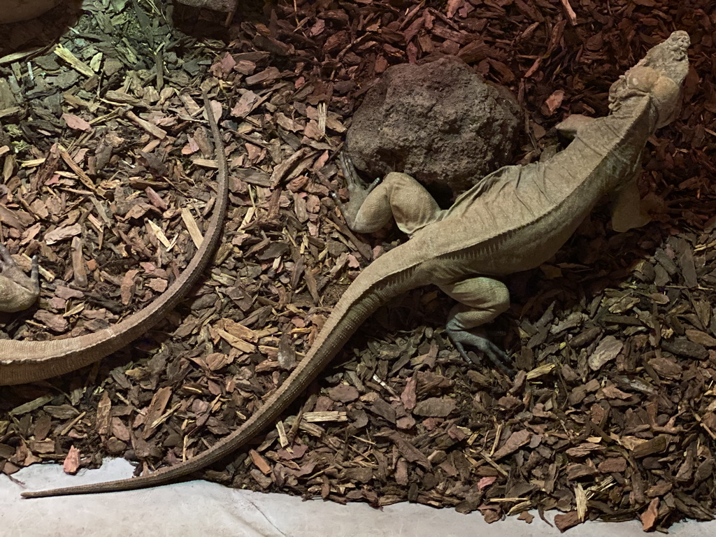 Lizards at the Ground Floor of the main building of the Dierenpark De Oliemeulen zoo