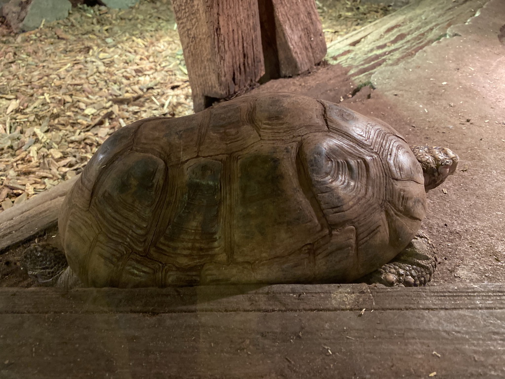 Tortoise at the Ground Floor of the main building of the Dierenpark De Oliemeulen zoo