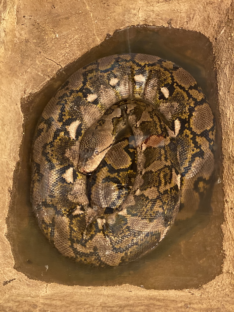 Snake at the Ground Floor of the main building of the Dierenpark De Oliemeulen zoo