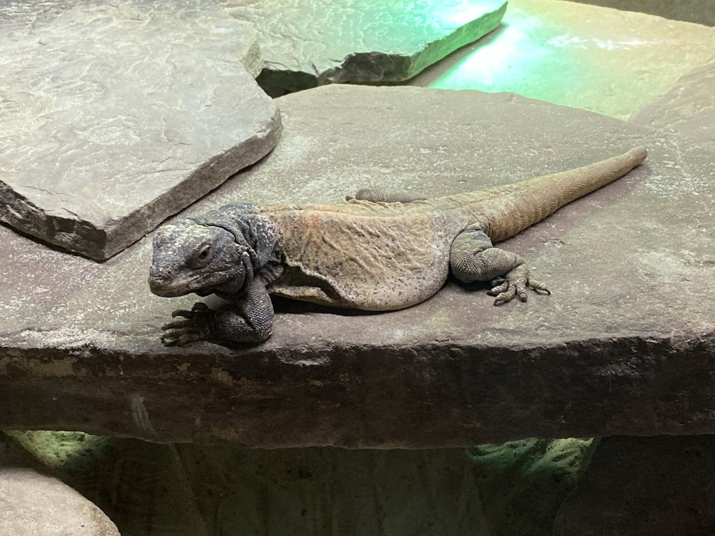 Rhinoceros Iguana at the Upper floor of the main building of the Dierenpark De Oliemeulen zoo