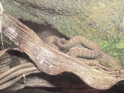 Brown-spotted Pit Viper at the Upper floor of the main building of the Dierenpark De Oliemeulen zoo