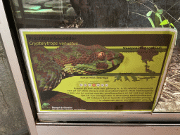 Explanation on the Brown-spotted Pit Viper at the Upper floor of the main building of the Dierenpark De Oliemeulen zoo