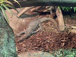 Mertens` Water Monitor at the Upper floor of the main building of the Dierenpark De Oliemeulen zoo