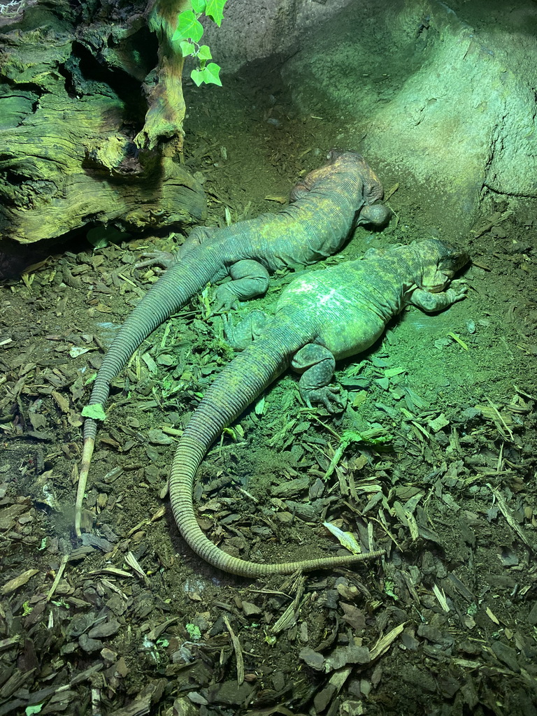 Red Tegus at the Upper floor of the main building of the Dierenpark De Oliemeulen zoo