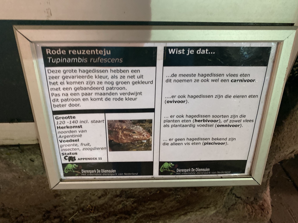Explanation on the Red Tegu at the Upper floor of the main building of the Dierenpark De Oliemeulen zoo