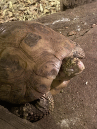 Tortoise at the Upper floor of the main building of the Dierenpark De Oliemeulen zoo