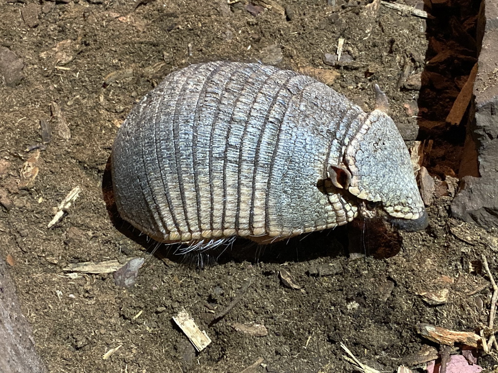 Big Hairy Armadillo at the Ground Floor of the main building of the Dierenpark De Oliemeulen zoo