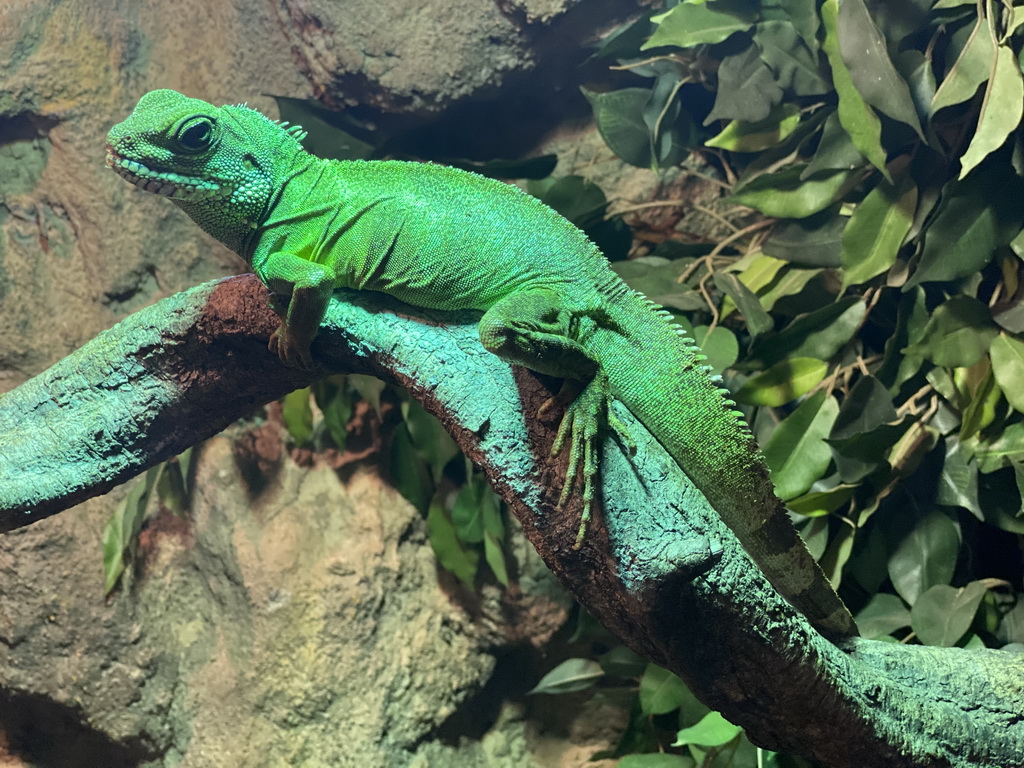 Chinese Water Dragon at the Ground Floor of the main building of the Dierenpark De Oliemeulen zoo