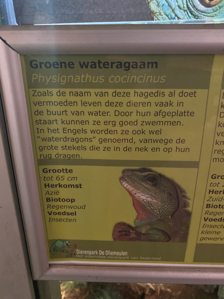 Explanation on the Chinese Water Dragon at the Ground Floor of the main building of the Dierenpark De Oliemeulen zoo