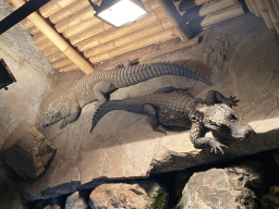 Dwarf Crocodiles at the Ground Floor of the main building of the Dierenpark De Oliemeulen zoo