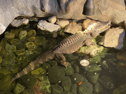 Smooth-fronted Caiman at the Ground Floor of the main building of the Dierenpark De Oliemeulen zoo